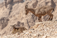 Arabitragus jayakari