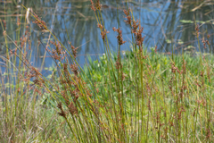 Juncus kraussii