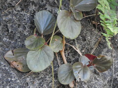Begonia semperflorens-cultorum