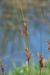 Juncus kraussii