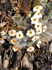 Myosotis pulvinaris