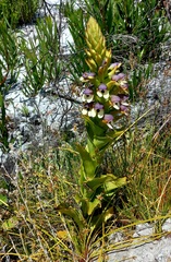 Disa cornuta