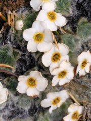 Myosotis pulvinaris