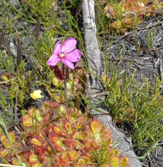 Drosera esterhuyseniae