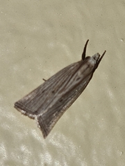 Helcystogramma