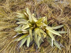 Celmisia semicordata aurigans