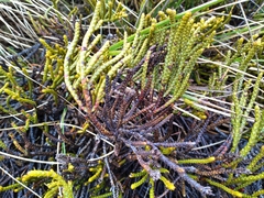 Veronica hectorii demissa