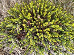 Veronica pauciramosa