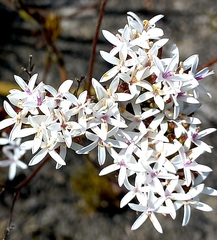 Corymbium villosum