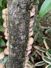Phlebiopsis crassa