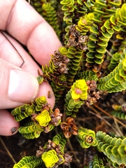 Veronica pauciramosa