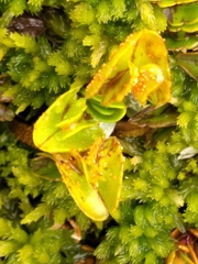 Aecidium westlandicum