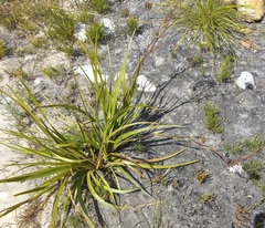 Corymbium villosum