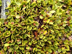 Gaultheria nubicola