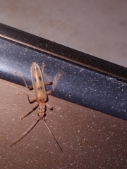 Parisopalpus nigronotatus