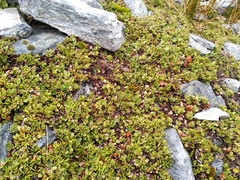 Gaultheria nubicola