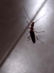 Parisopalpus nigronotatus