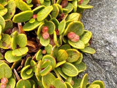Gaultheria nubicola
