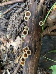 Nidula niveotomentosa