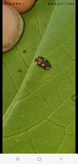 Coccinellinae