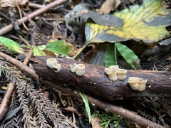 Nidula niveotomentosa