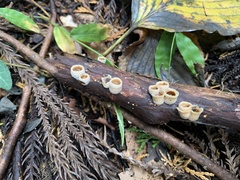 Nidula niveotomentosa