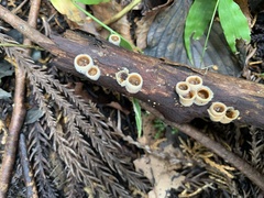 Nidula niveotomentosa