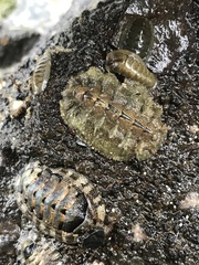 Acanthochitona zelandica