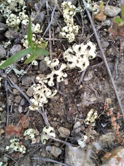 Xanthoparmelia semiviridis