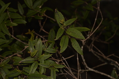 Notelaea venosa