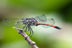 Agrionoptera insignis