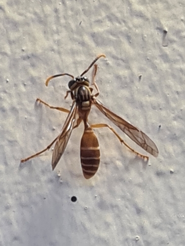 Apoica pallida