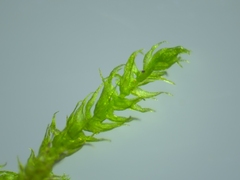 Hygroamblystegium