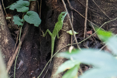 Bronchocela cristatella