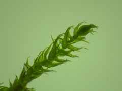 Hygroamblystegium