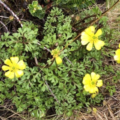 Ranunculus enysii