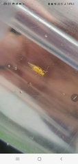 Caeciliusidae