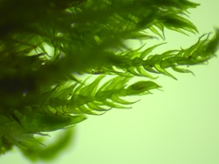 Hygroamblystegium