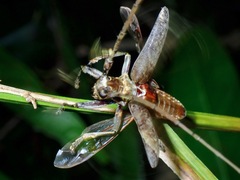 Acalolepta rusticatrix