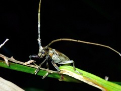Acalolepta rusticatrix