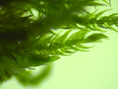 Hygroamblystegium