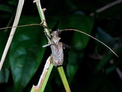 Acalolepta rusticatrix