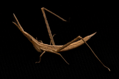 Acrida cinerea