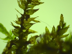 Hygroamblystegium