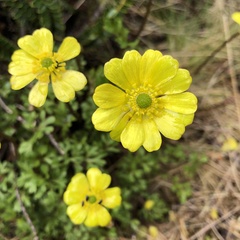 Ranunculus enysii
