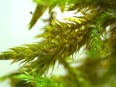 Hygroamblystegium