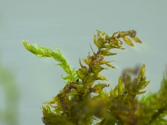 Hygroamblystegium