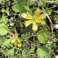 Ranunculus foliosus