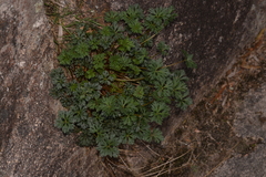 Trachymene incisa