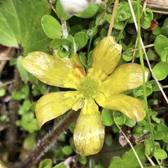 Ranunculus foliosus